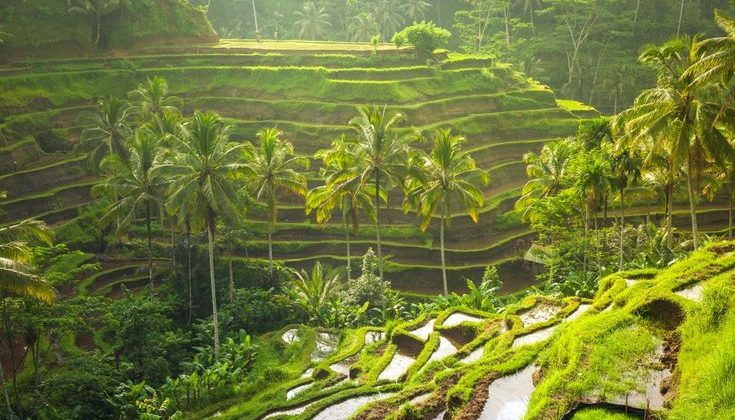 Bali Experience Tour-Rice-Terraces-in-Tegallalang-Ubud-Bali