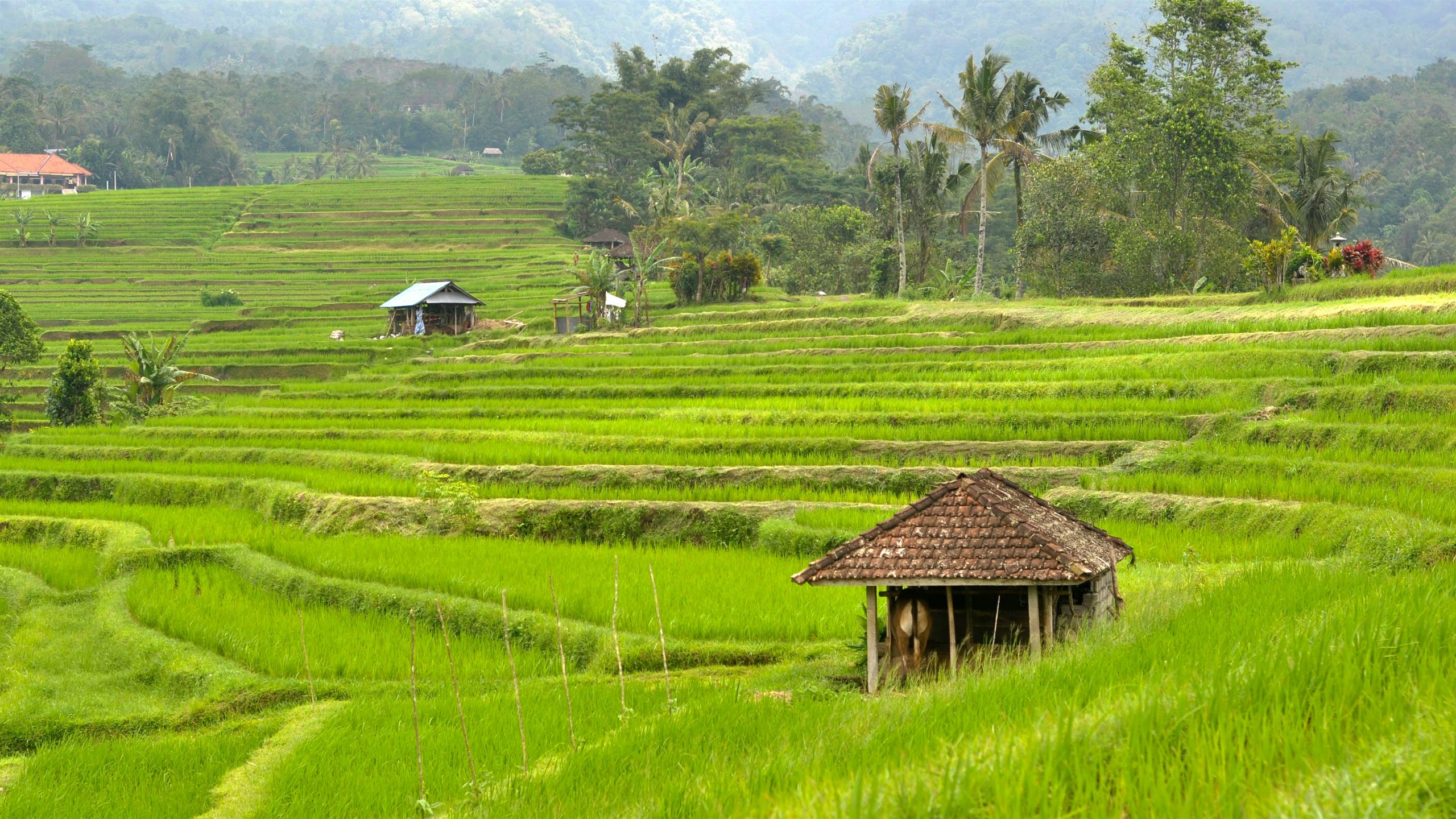 Bali Experience Tour-Jatiluwih Rice Terraces